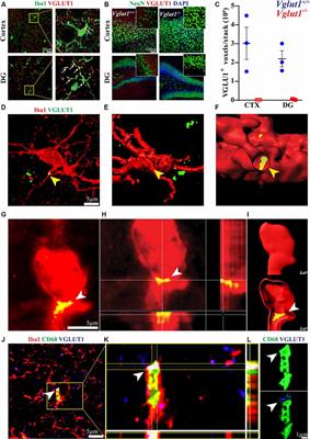 Detection of Synaptic Proteins in Microglia by Flow Cytometry